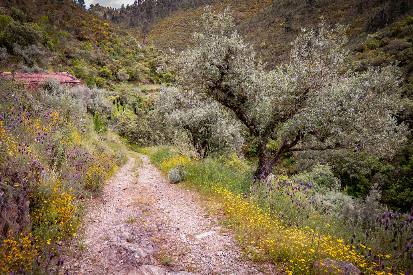 7 Centers Release Retreat | Portugal 2026 | Rooted Foundations